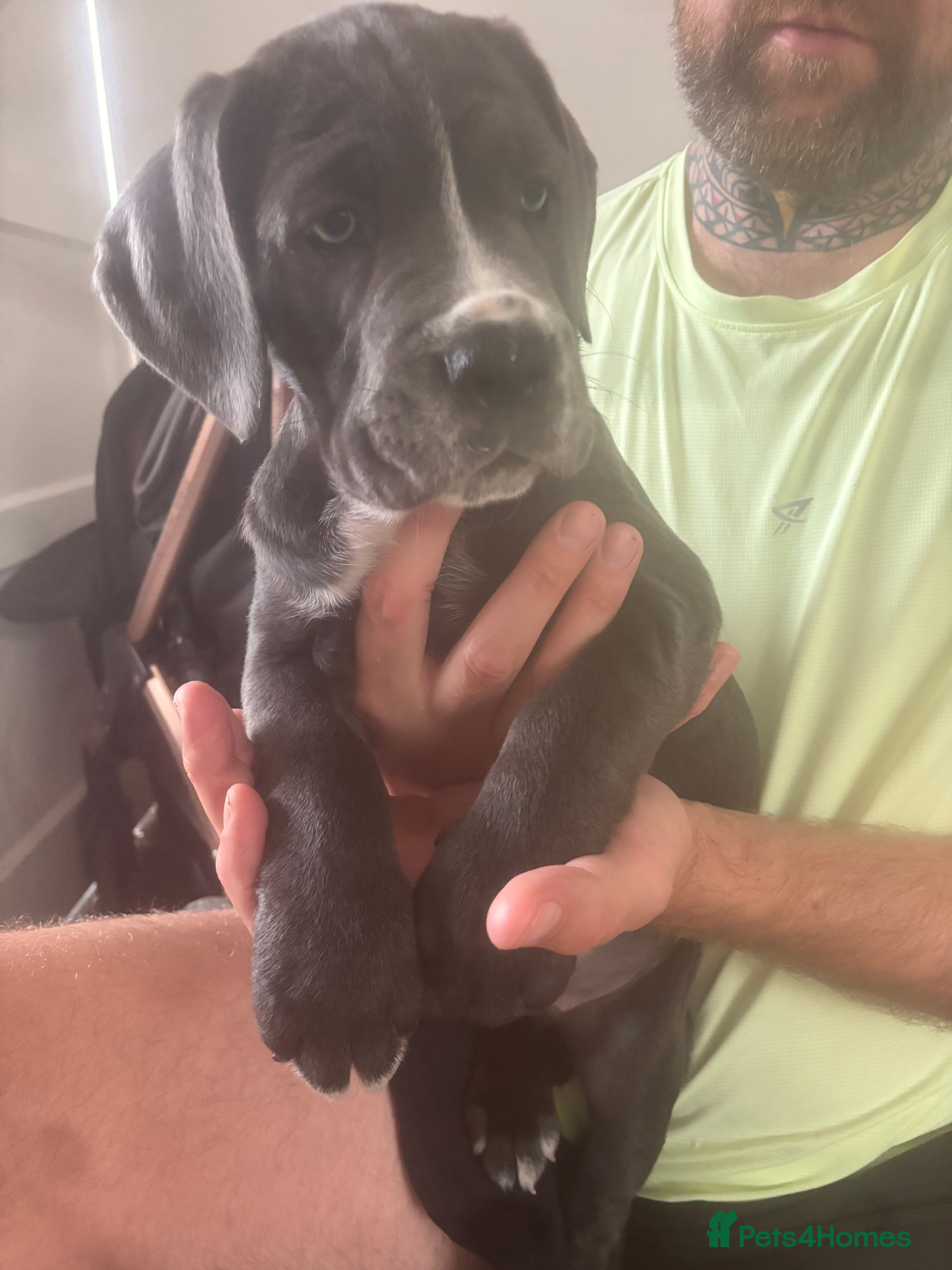 Cane Corso dogs 1 Pure Cane Corso Girl Puppy Available Now  - Advert 2