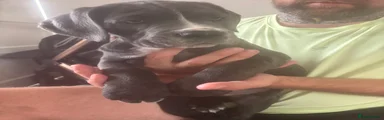 Cane Corso 3