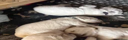 Golden Retriever dogs for sale: Stunning Cream Golden Retriever Puppies  - Advert 5