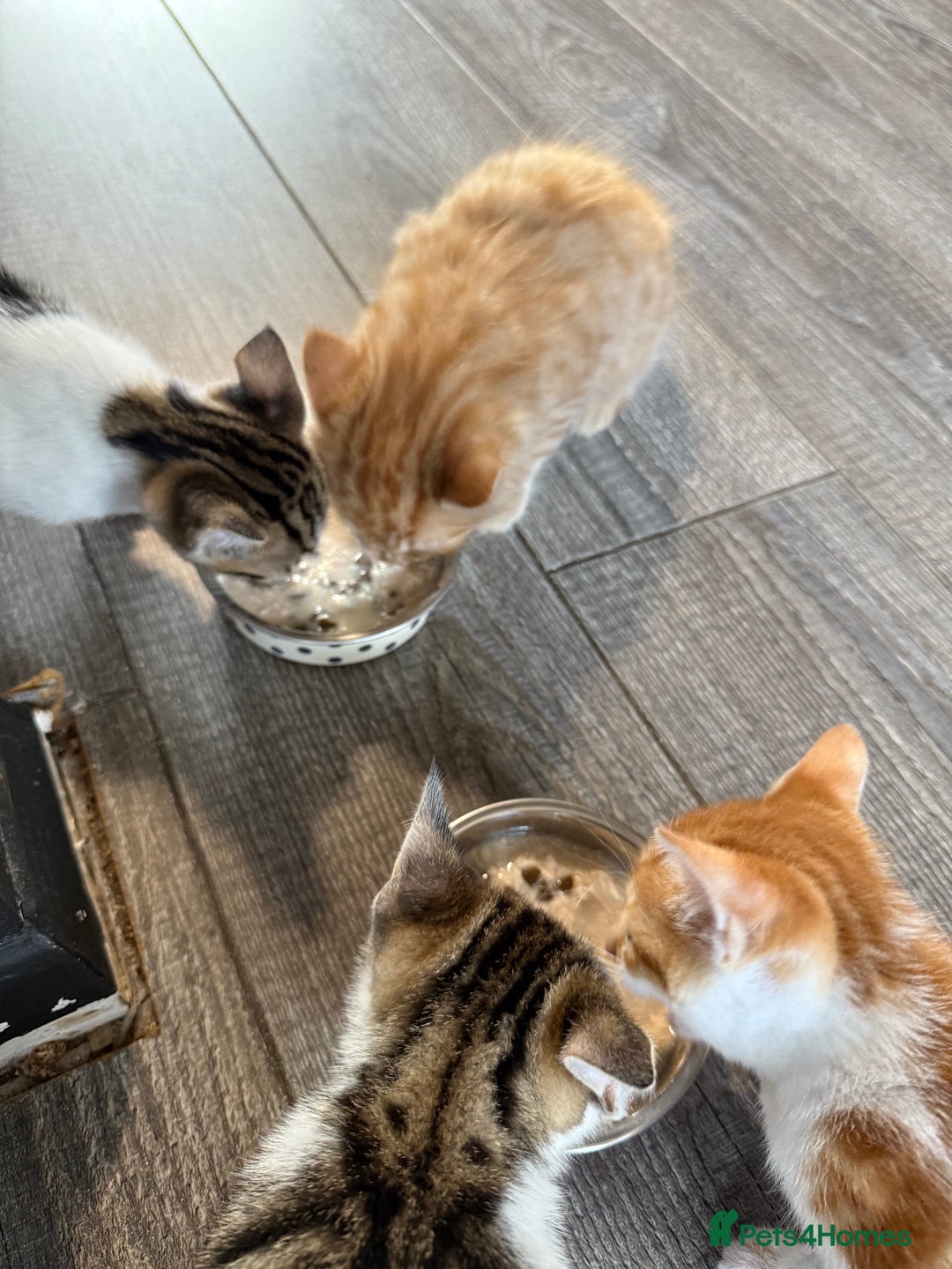 Domestic Shorthair cats for sale: Family-Raised Kittens, Friendly, Playful Ready Now - Image 27