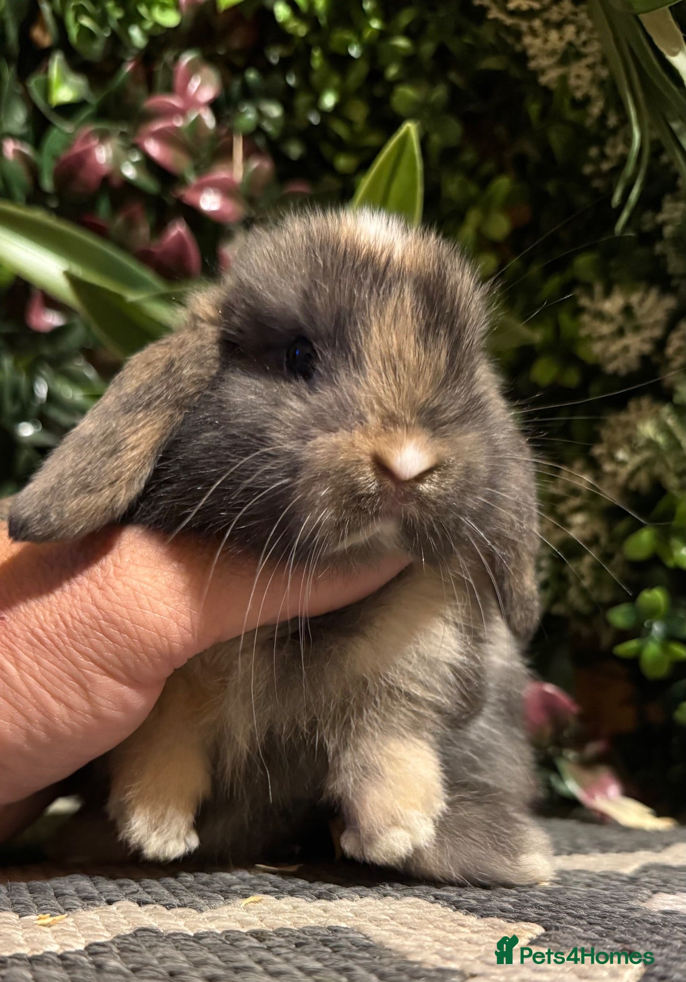 Mini Lop rabbits Mini lops 5 girls available to reserve  - Advert 1
