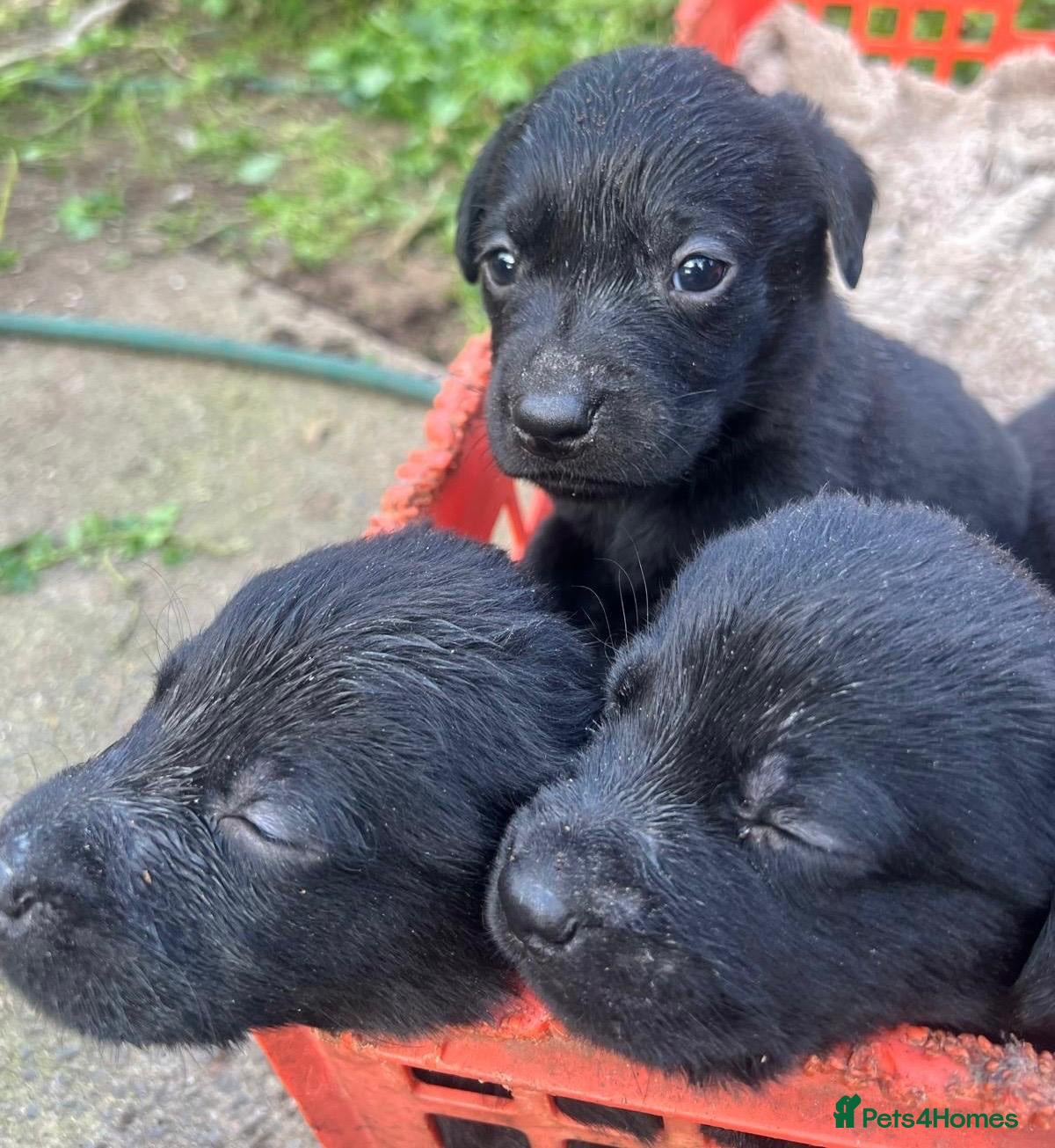 Labrador Retriever dogs Beautiful Black Labrador pups — 3 boys, 5 girls - Advert 2