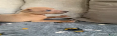 Italian Greyhound 1