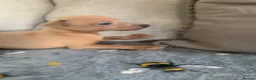 Italian Greyhound dogs for sale: Beautiful KC Registered Italian greyhounds - Advert 19