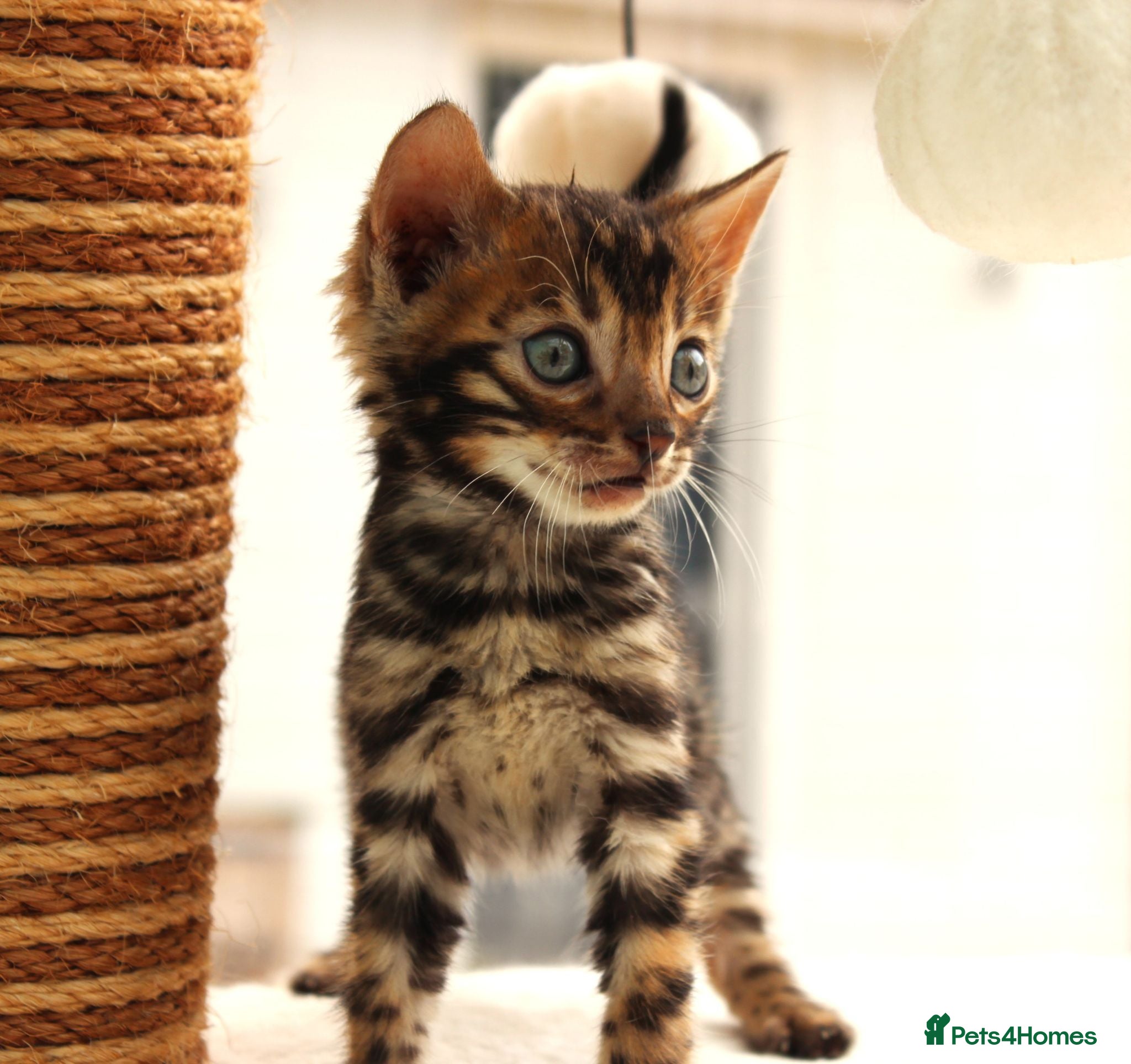 Bengal cats CUTE BROWN BENGAL MALE KITTENS - Advert 2