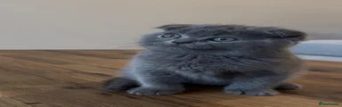 Scottish Fold 1