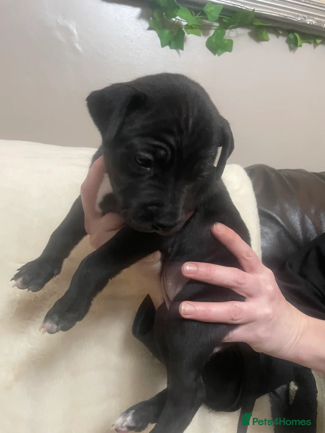 Mixed Breed dogs for sale: Beautiful Staffy x Collie Pups, 4 male 5 girls - Advert 23