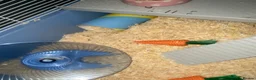 Hamster rodents for sale: Dwarf hamster  - Advert 5