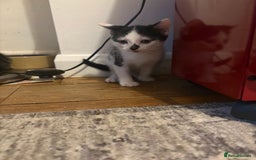 Mixed Breed cats for sale: Mixed bead boys  - Image 4