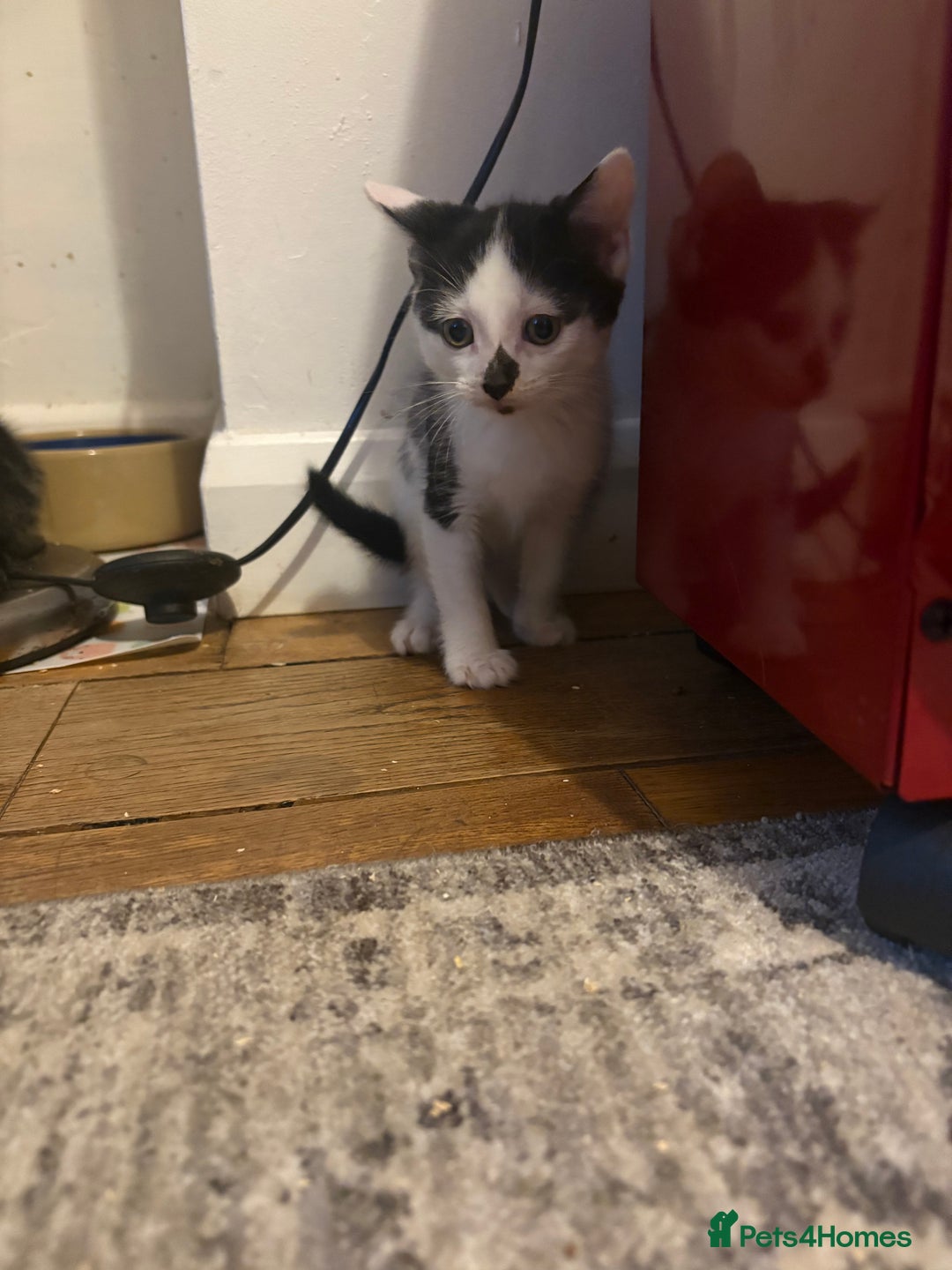Mixed Breed cats for sale: Mixed bead boys  - Image 4