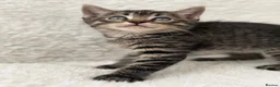 Mixed Breed cats for sale: Tabby male kittens  - Advert 10