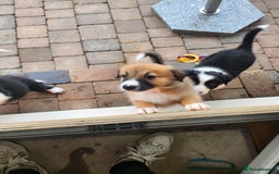 Mixed Breed dogs for sale: Border Collie x Welsh Collie - Image 9
