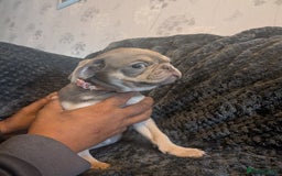 Pug dogs for sale: 2 left quality pug puppies  - Image 4
