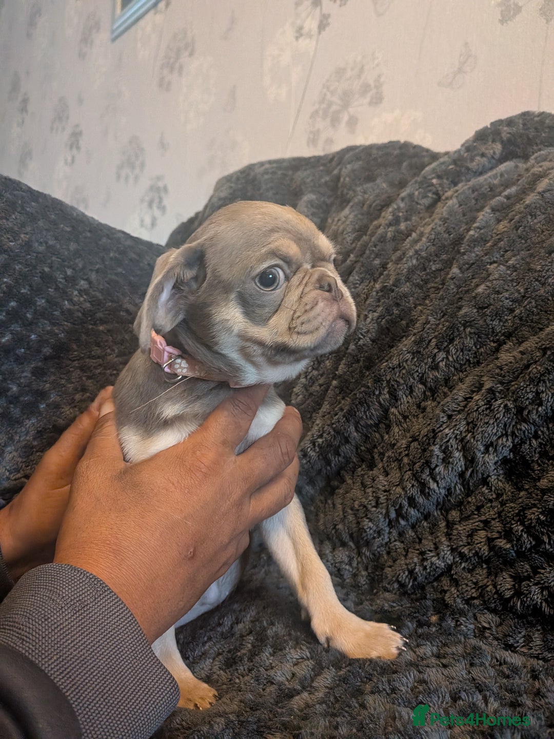 Pug dogs for sale: 2 left quality pug puppies  - Image 4