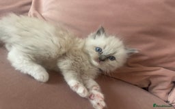 Ragdoll cats for sale: ragdoll kittens ready in 1 week  🩵💚💜 - Image 12