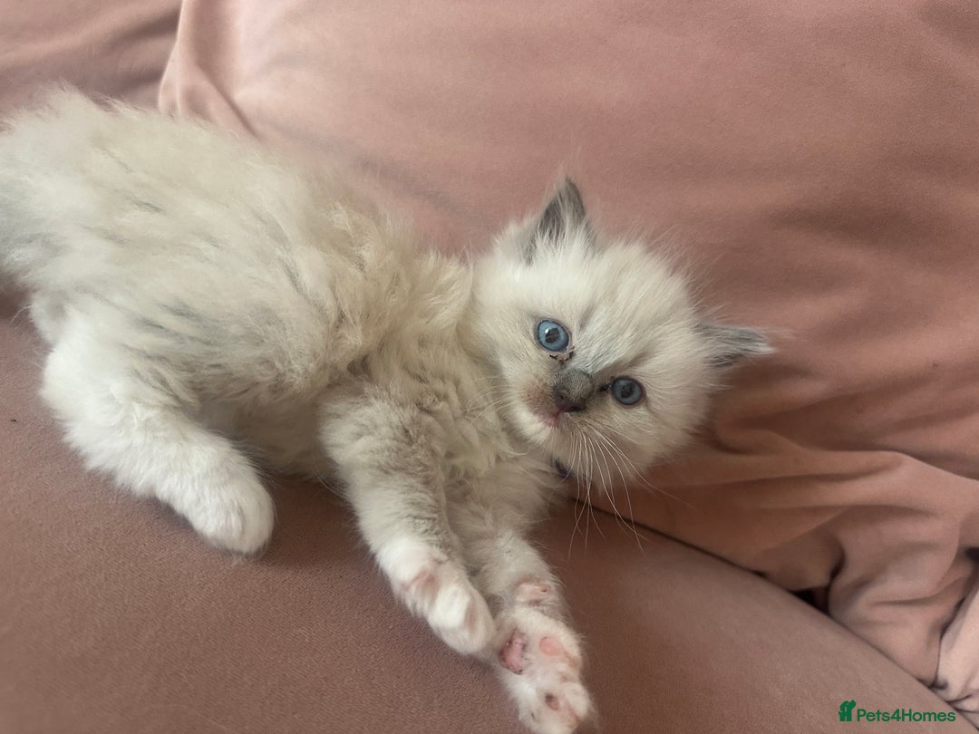 Ragdoll cats for sale: ragdoll kittens ready in 1 week  🩵💚💜 - Image 12