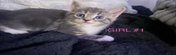 Mixed Breed cats for sale: Lovely little kittens in Boston - Advert 22