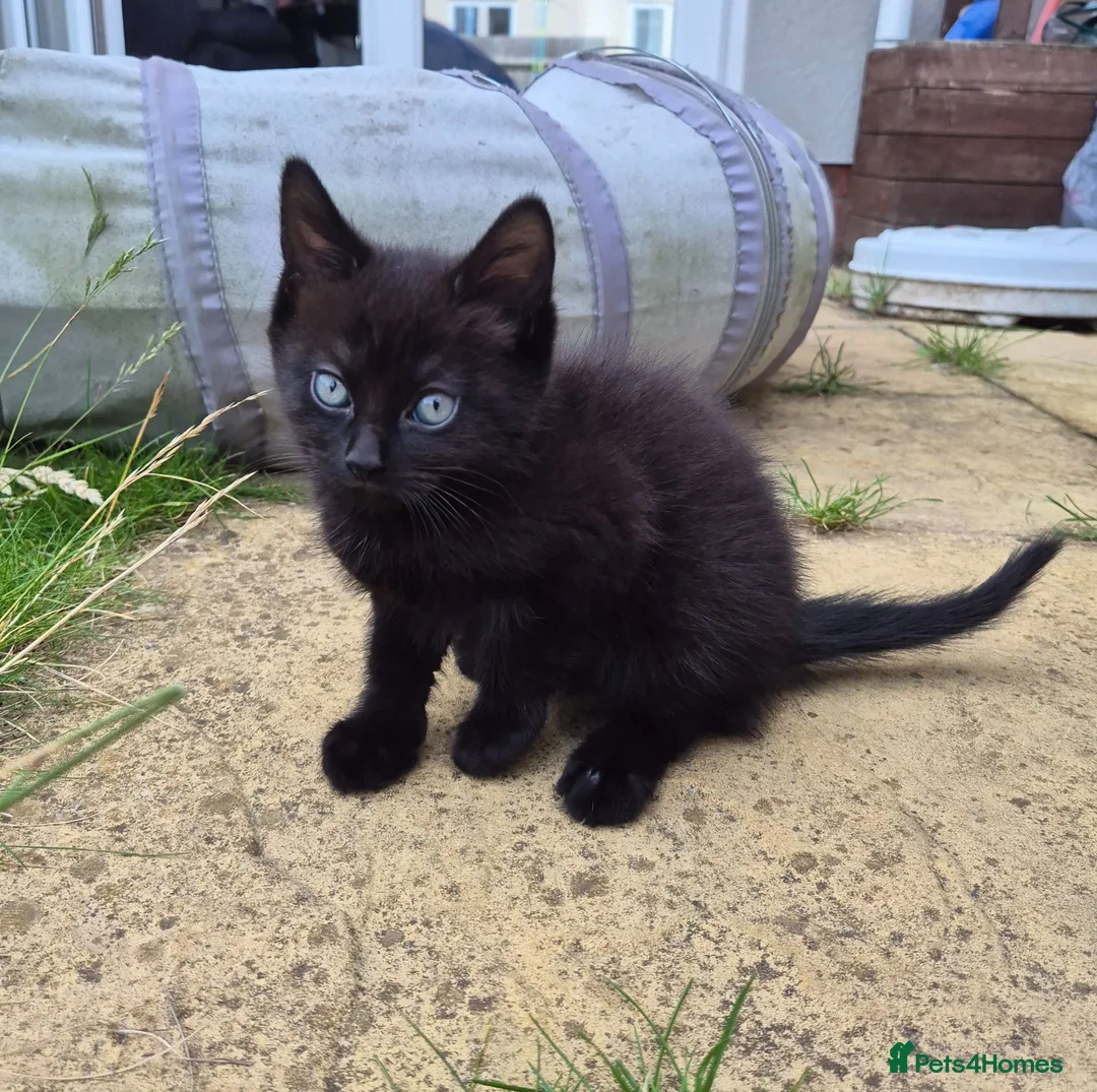 Mixed Breed cats for sale: Rag doll & British shorthair mix - Advert 12