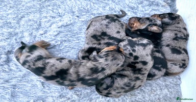 Miniature Dachshund dogs - Advert 3