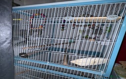 Budgerigars birds for sale: 4 x budgies for sale - Image 10