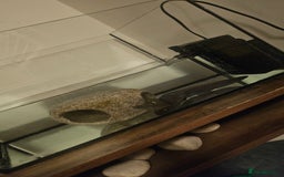 Axolotl reptiles for sale: Male Axalotl  - Advert 5