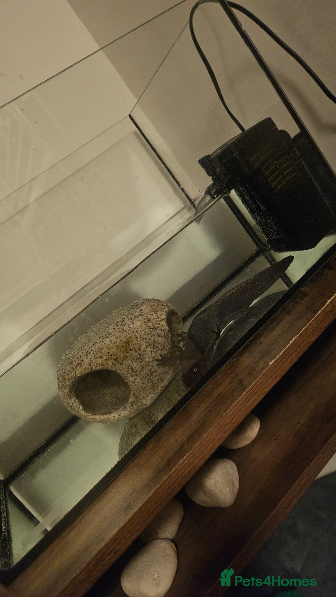 Axolotl reptiles for sale: Male Axalotl  - Advert 5