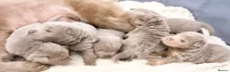 Shar Pei dogs for sale: Fifty Shades Of Lilac Sharpie Pups (5 Boys/3 Girl) - Advert 10