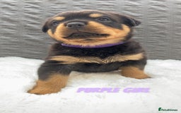 Rottweiler dogs for sale: Beautiful KC Rottweiler puppies - Image 37