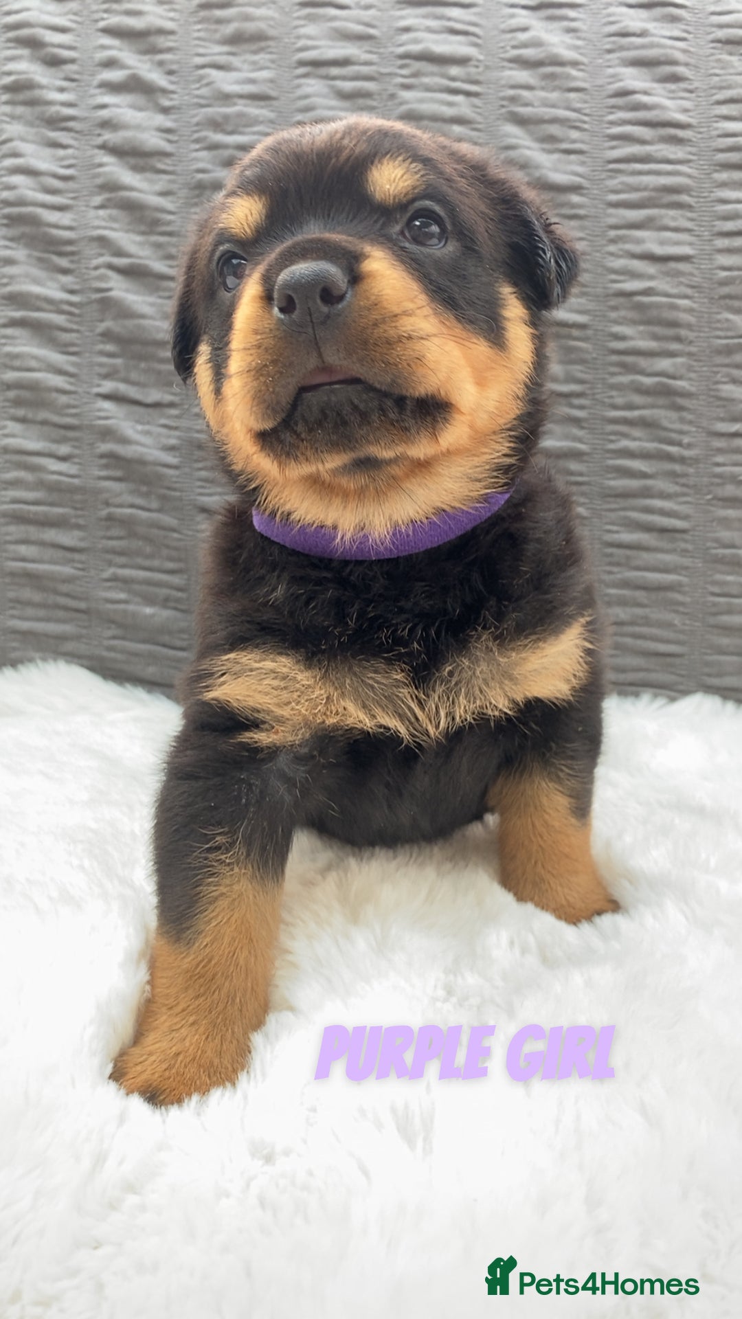 Rottweiler dogs for sale: Beautiful KC Rottweiler puppies - Image 37