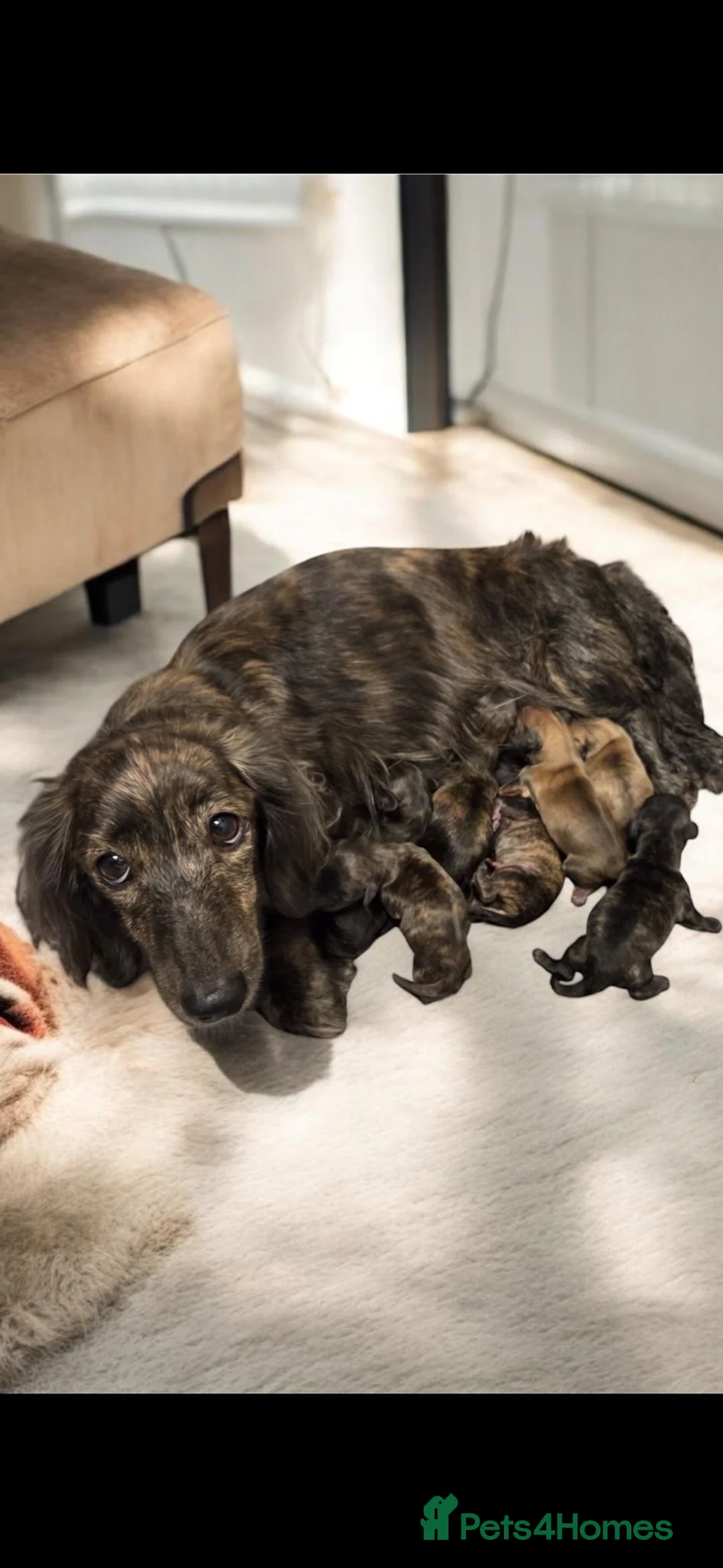 Miniature Dachshund dogs for sale: Miniature long haired cream brindle puppies - Advert 2