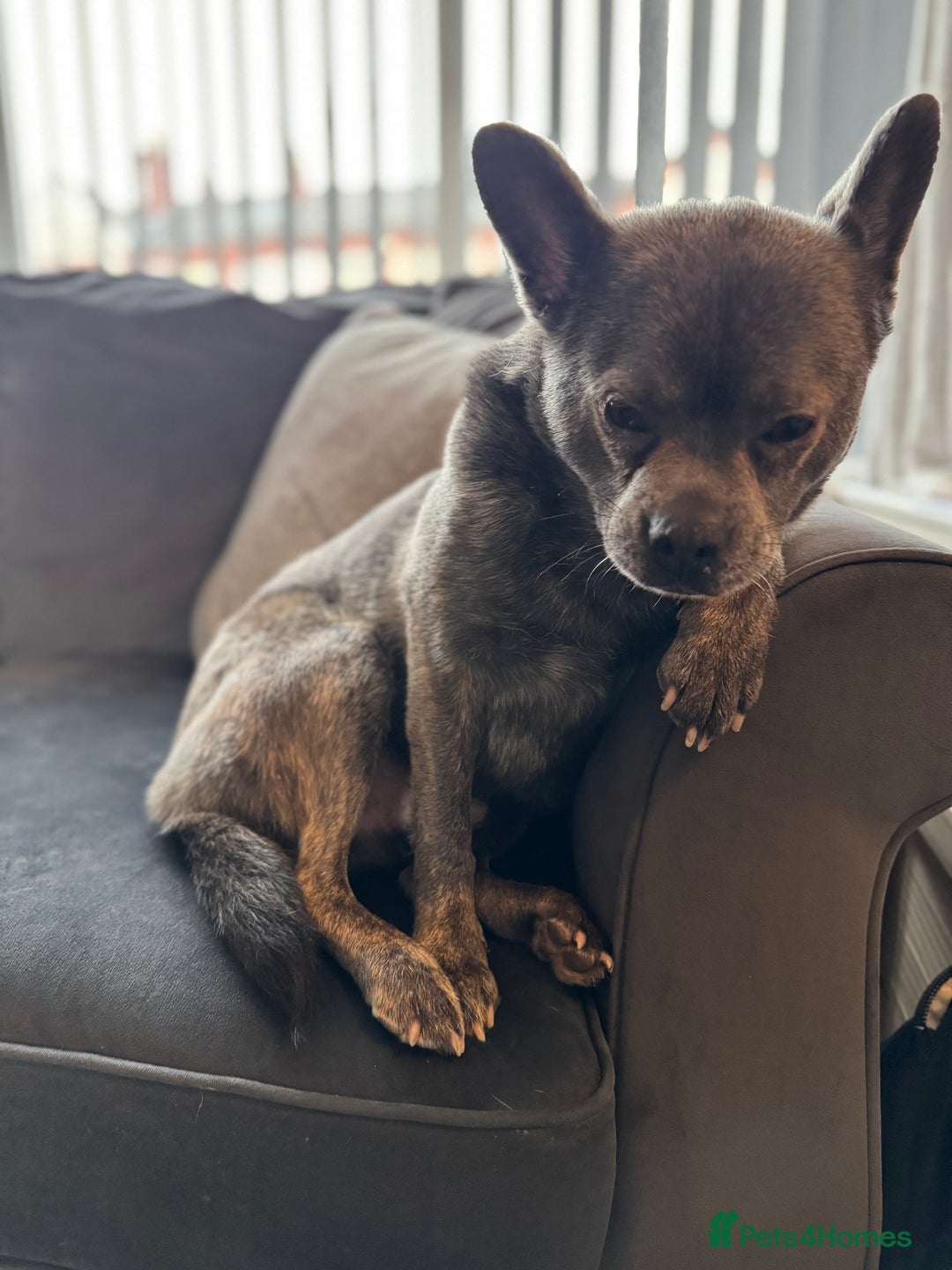 Mixed Breed dogs for sale: Ronnie  - Advert 29