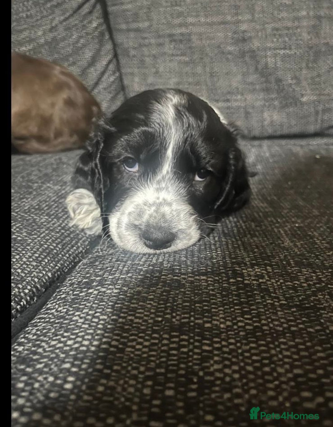 Cocker Spaniel dogs for sale: Last pup remaining  - Advert 1