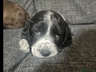 Cocker Spaniel dogs Last pup remaining - Advert 1