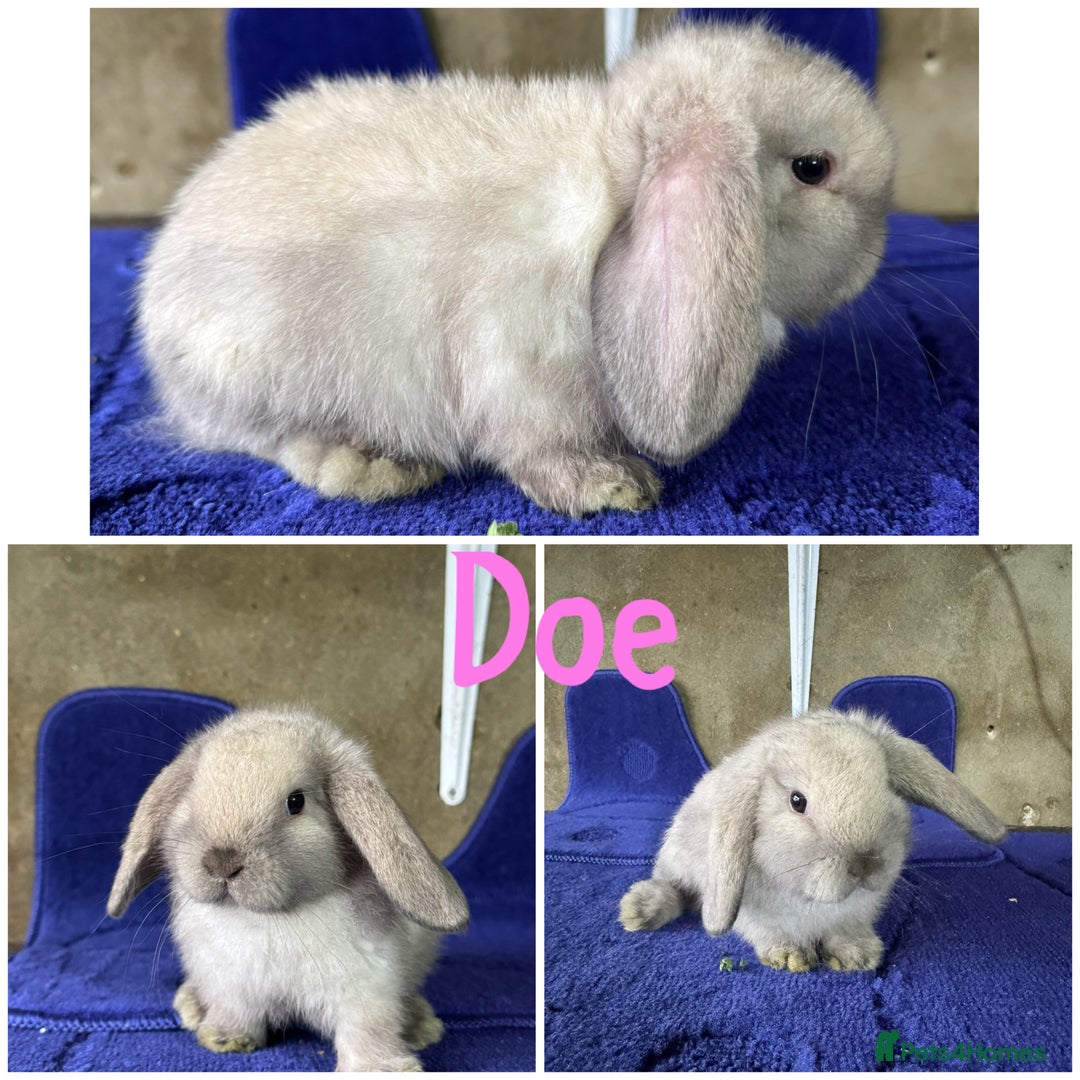 Mini Lop rabbits for sale: Pure breed mini lop  - Image 5