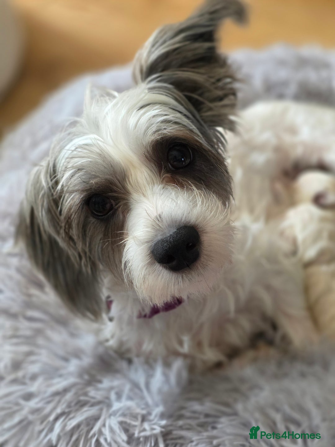 Yorkiepoo dogs for sale: 6 beautiful Yorkiepoo puppies , 5 girls and 1 boy  - Image 15