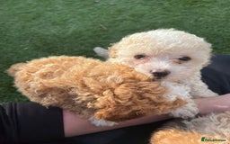 Cavapoo dogs for sale: Beautiful cavapoo puppies  - Image 25