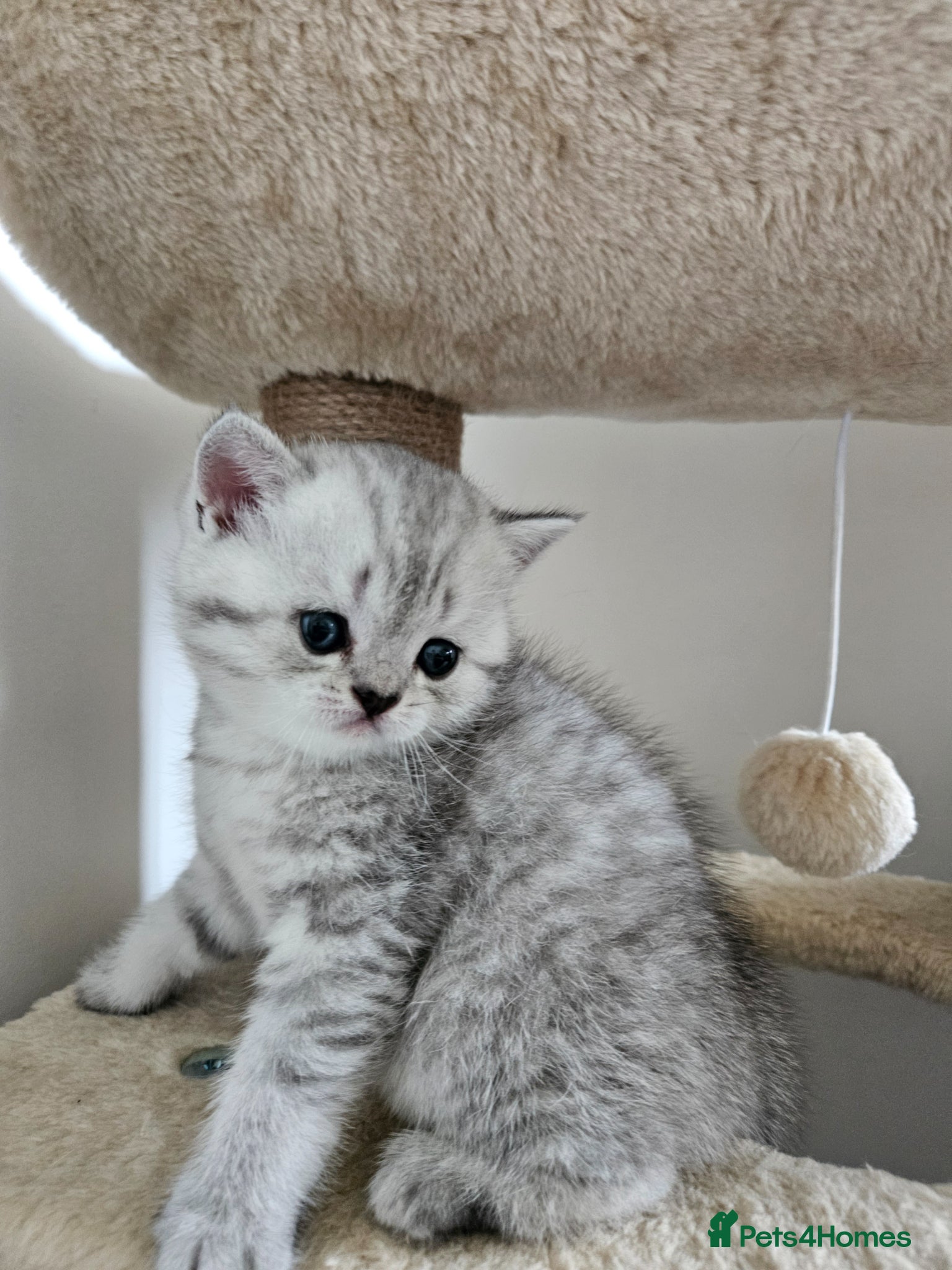 British Shorthair cats British Shorthair kittens! Ready to leave!  - Advert 11