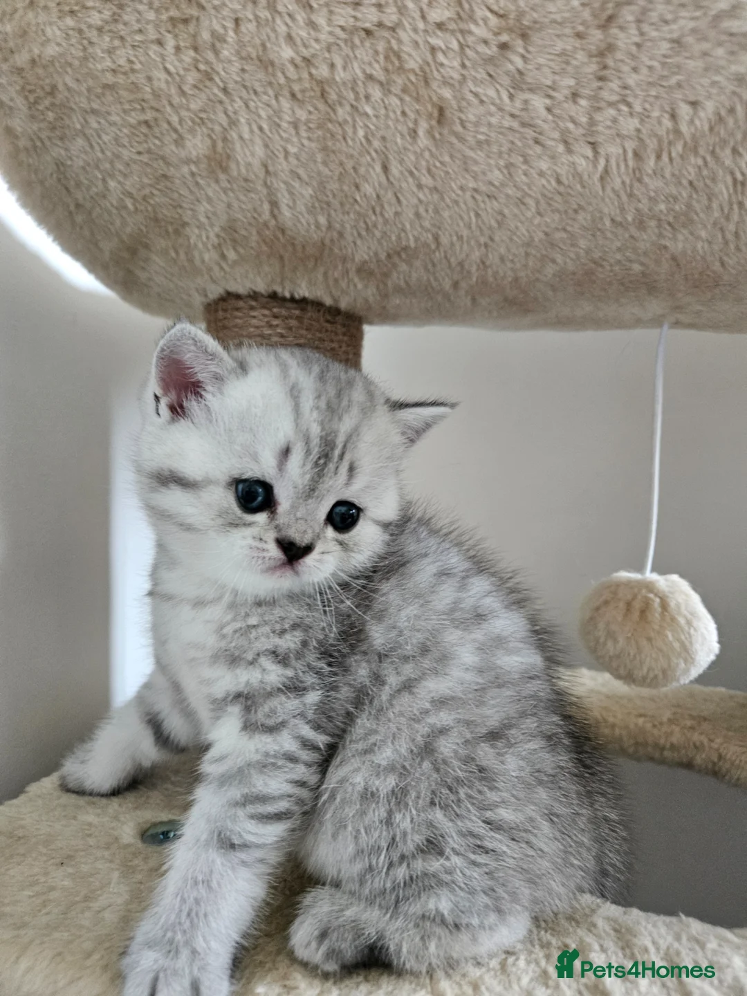 British Shorthair cats for sale: British Shorthair kittens! 2 LEFT!  - Advert 2