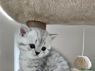 British Shorthair cats British Shorthair kittens! Ready to leave! - Advert 11