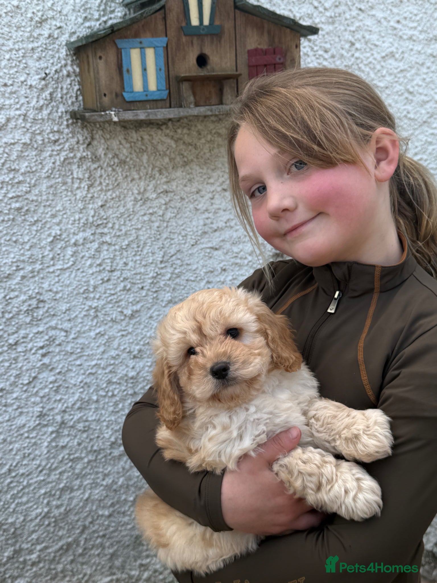 Cockapoo dogs for sale: READY. NOW Stunning F1 Cockapoo Boy  - Advert 3