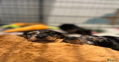 Dachshund dogs - Advert 15