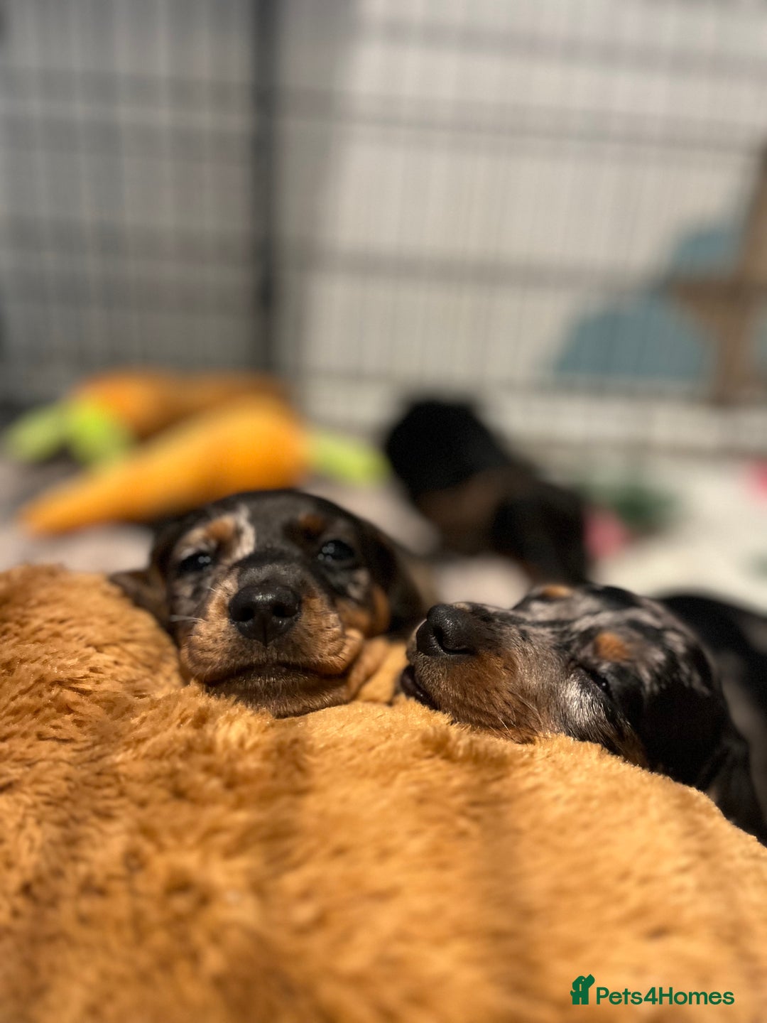 Dachshund dogs for sale: Beautiful Silver Dapple Sausage Puppies 🫶🏻✨🤎 - Image 2