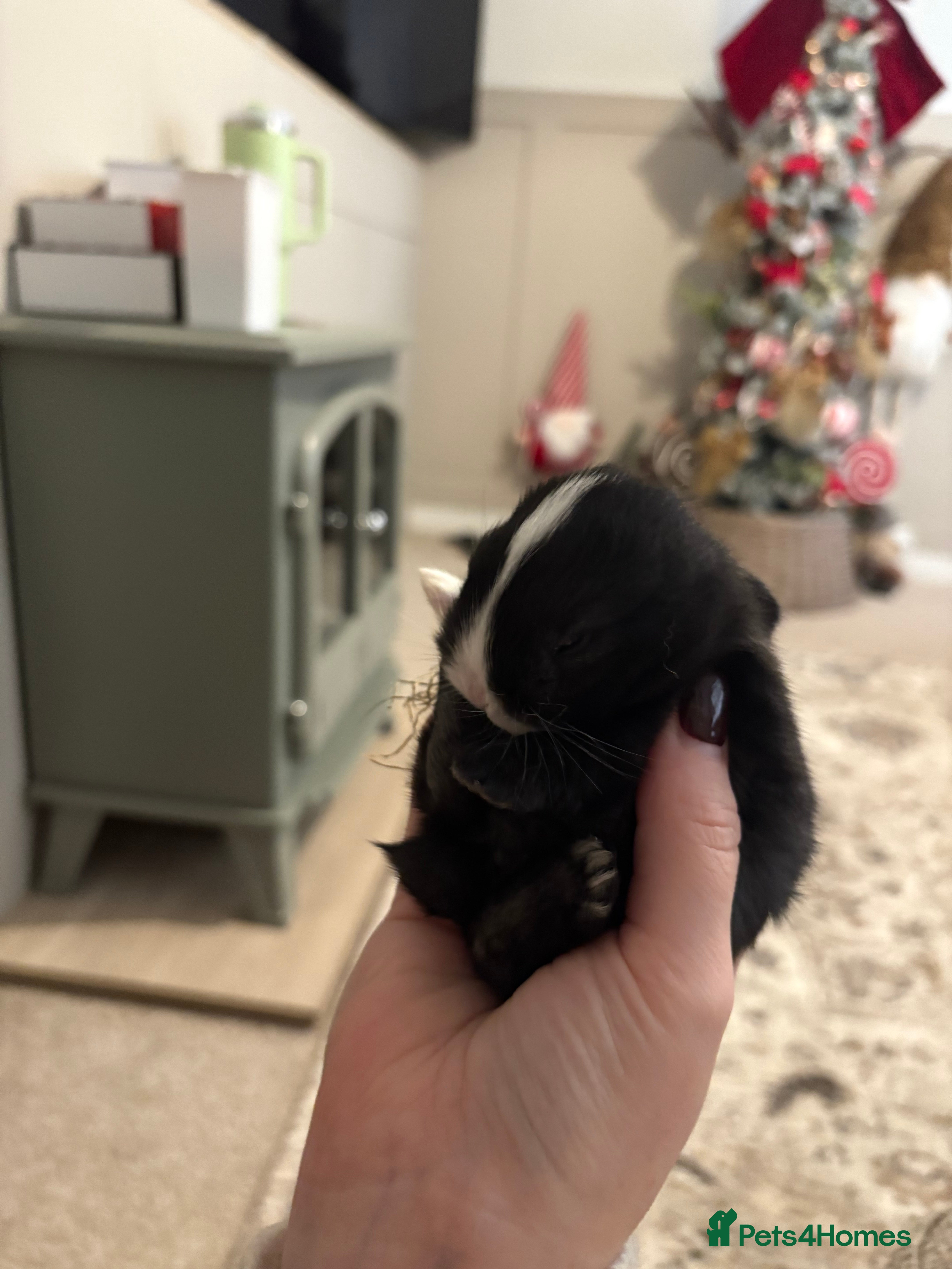 Mixed Breed rabbits 1X bucks 2X Does available lops - Advert 21