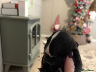 Mixed Breed rabbits 1X bucks 2X Does available lops - Advert 20