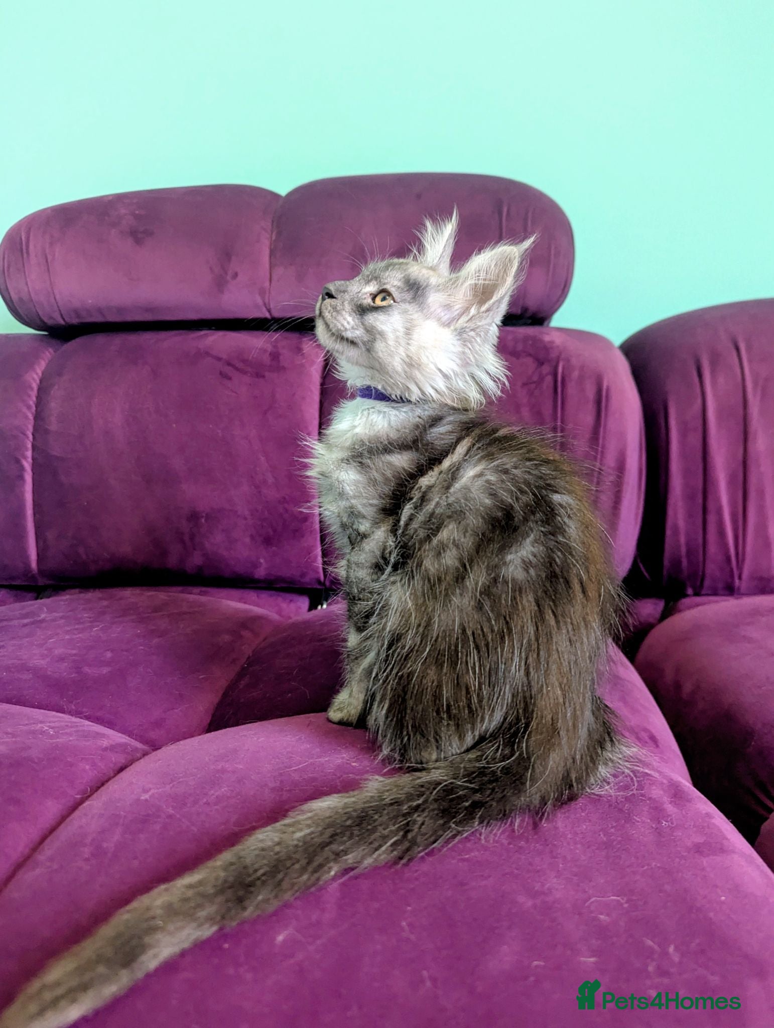Maine Coon cats Maine Coon Pedigree Kittens  - Advert 2