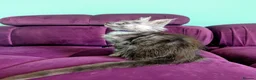 Maine Coon cats for sale: Maine Coon Pedigree Kittens  - Advert 7