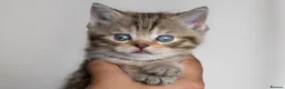 Scottish Fold cats for sale: 🐾Scottish Fold & Straight Kittens, 4Girls, 1Boy  - Advert 11