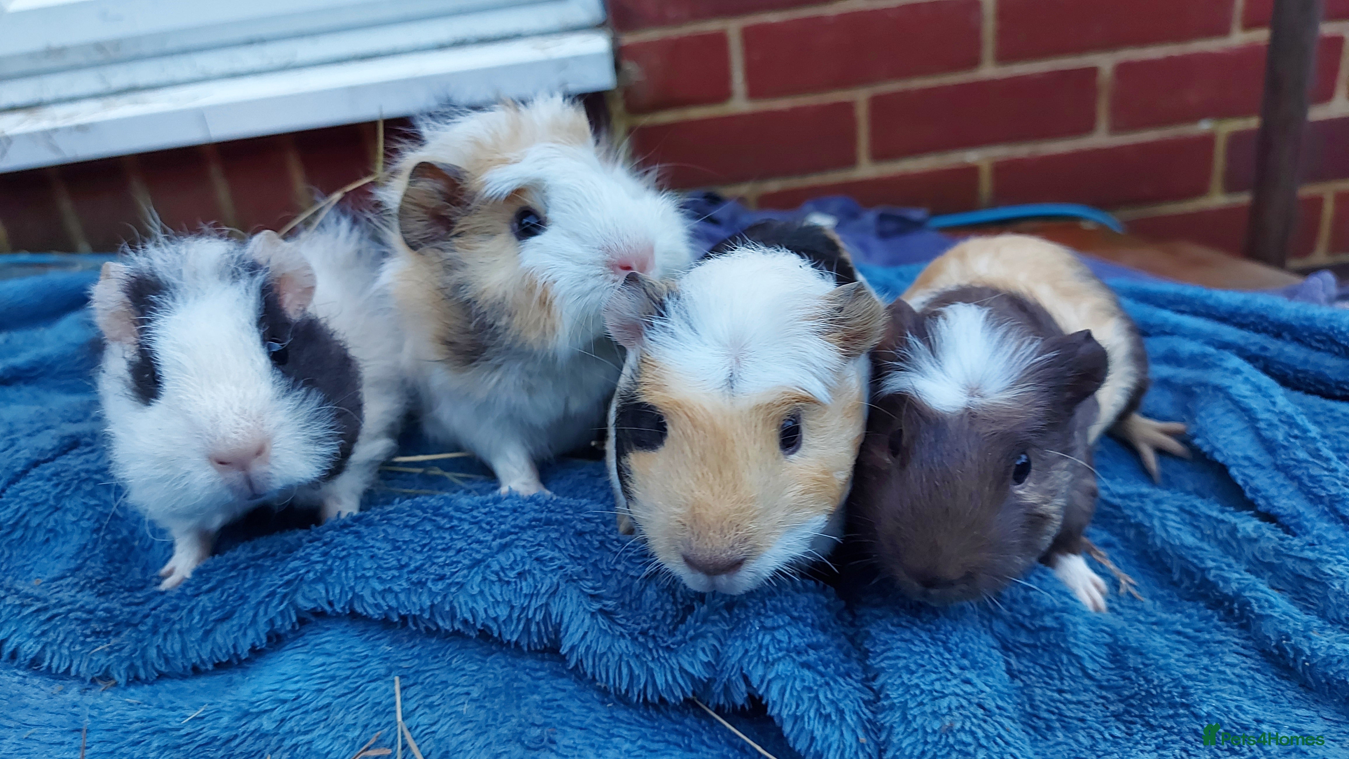 Guinea Pig rodents Beautiful baby Guinea Pigs - Advert 12