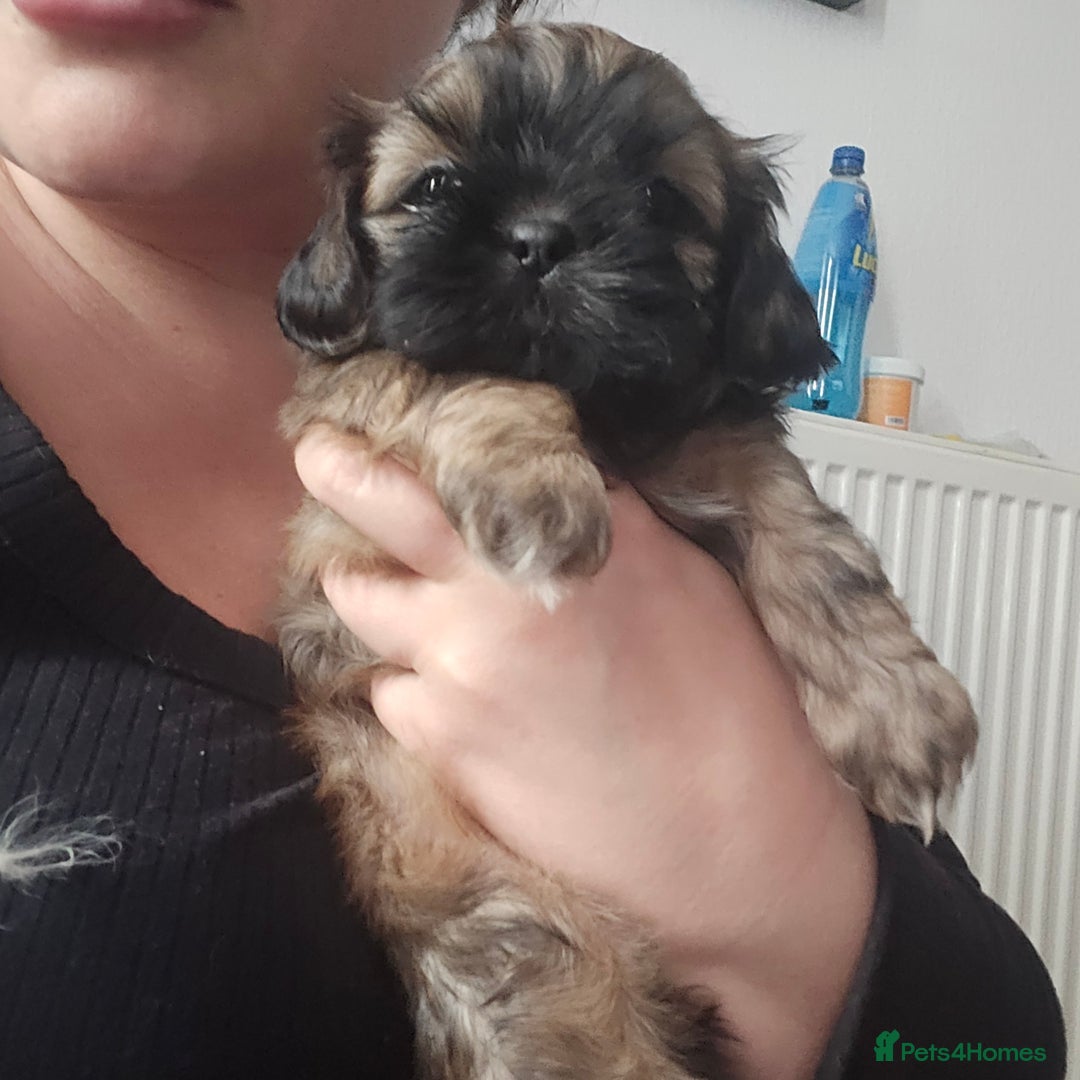 Shih Tzu dogs for sale: Female  - Image 3