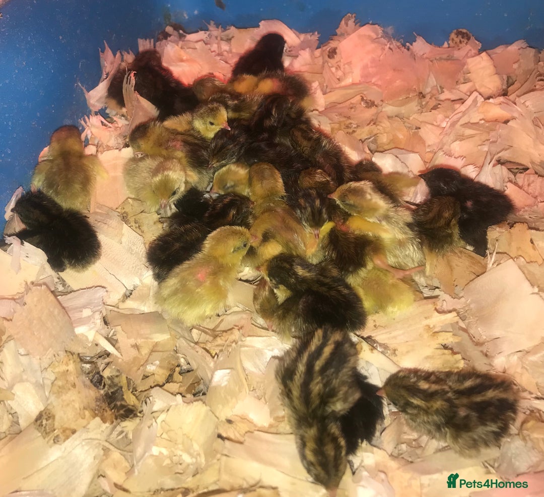 Quail poultry for sale: QUAILS CHINESE PAINTED BUTTONS ! - Advert 9